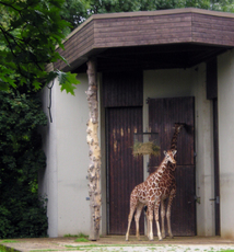 Giraffe-2.jpg
